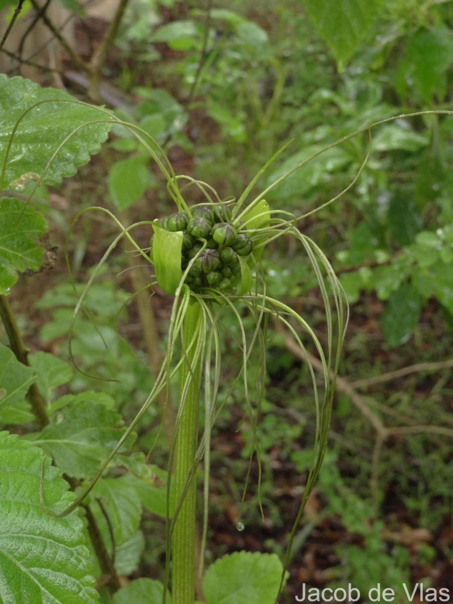 Tacca leontopetaloides (L.) Kuntze